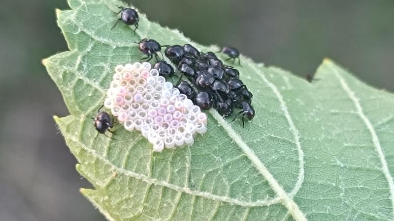 Poloska nimfák lépnek színre, hogy megkezdjék pusztító kalandjukat.