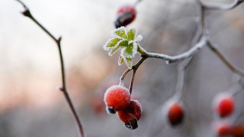 Péntek estéje igencsak hűvösre fordul, érdemes melegen öltözködni, mivel a hőmérséklet 2 Celsius-fokra csökken. Készüljünk fel a fagyos szélre, és vigyünk magunkkal egy jó meleg takarót!