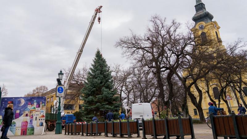 A város karácsonyfái végre elfoglalták méltó helyüket Gyulán.