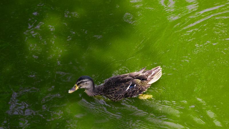 El sem tudod képzelni, milyen különleges kacsát pillantottak meg a Balaton partján!
